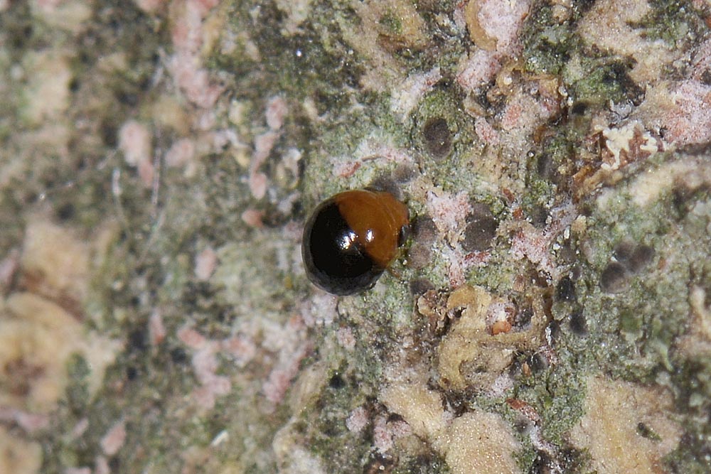 Cybocephalus sp.? Tre soggetti in cerca di identit.